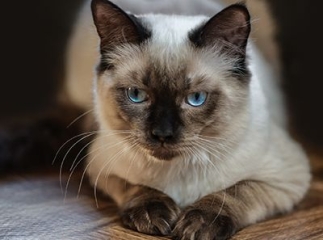 Le ragdoll